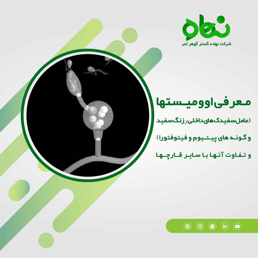 معرفی اوومیستها و تفاوت آنها با سایر قارچها